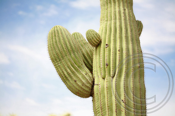 Saguaro in Arizona Desert