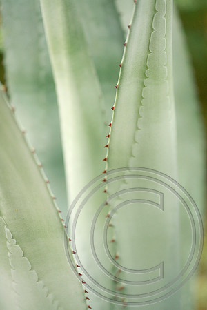 Arizona Agave
