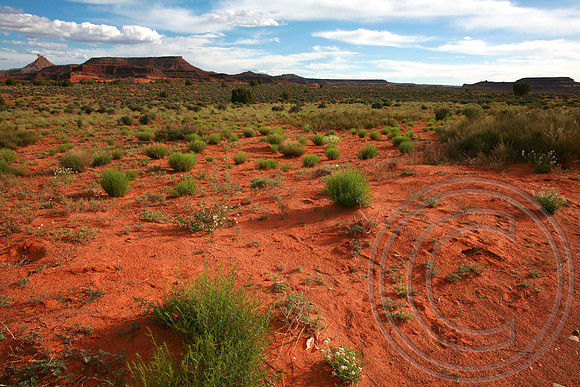 The Needles District- Canyonlands