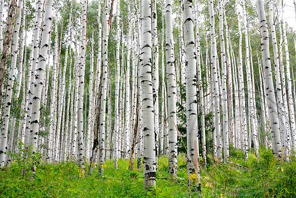 Aspen's Aspens
