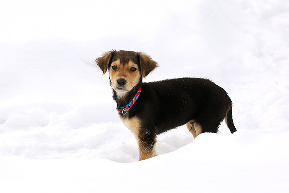 Snowtis