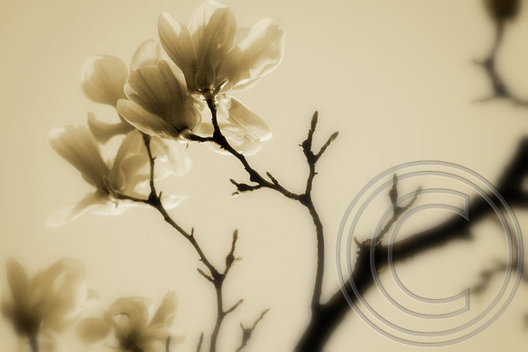 Tulip Magnolia