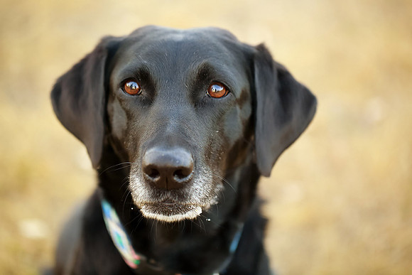Gracie