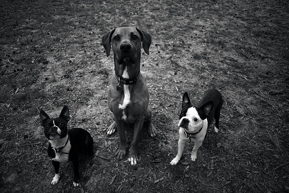 Milo's Gang