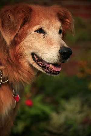 Ringo