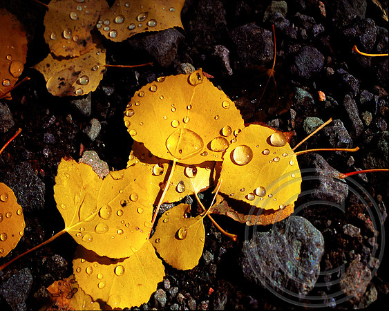 Telluride aspen leaves