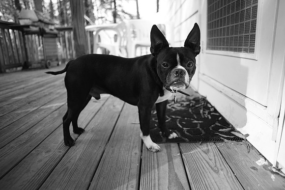 Milo